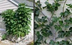 Brown Turkey Fig Tree - 1 Gallon Pot -Stylish Garden Plant Store Picture Fig Brown Turkey Espalier 2