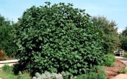 Brown Turkey Fig Tree - 6 Pack Of 1 Gallon Pots -Stylish Garden Plant Store Picture Fig Brown Turkey Shrub Large