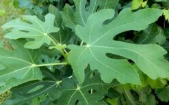 Brown Turkey Fig Tree - 3 Gallon Pot -Stylish Garden Plant Store Picture Fig Brown Turkey Tree Leaves 3