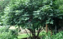 Brown Turkey Fig Tree - 1 Gallon Pot -Stylish Garden Plant Store Picture Fig Brown Turkey Tree Multi 2