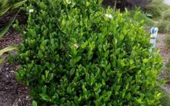 August Beauty Gardenia - 6 Pack Of 1 Gallon Pots -Stylish Garden Plant Store Picture Gardenia August Beauty 1