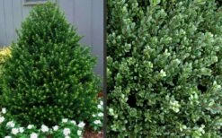 Pyramidal Compacta Japanese Holly - 3 Gallon Pot -Stylish Garden Plant Store Picture Holly Compacta Pyramidal 1