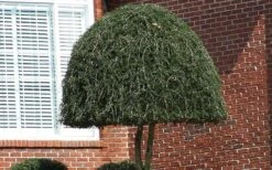 Pride Of Houston Yaupon Holly Tree - 7 Gallon Pot (3-4') 16 Pride Of Houston Yaupon Holly Tree - 7 Gallon Pot (3-4') -Stylish Garden Plant Store Picture Holly Weeping Yaupon