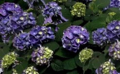 Bloomstruck Endless Summer Hydrangea - 1 Gallon Pot 13 Bloomstruck Endless Summer Hydrangea - 1 Gallon Pot -Stylish Garden Plant Store Picture Hydrangea Bloomstruck