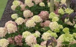 Little Lime Hydrangea - 3 Pack Of Quart Pots -Stylish Garden Plant Store Picture Hydrangea Little Lime 2