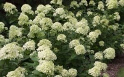 Little Lime Hydrangea - 3 Pack Of Quart Pots -Stylish Garden Plant Store Picture Hydrangea Little Lime 3
