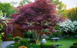 Bloodgood Red Leaf Japanese Maple - 1 Gallon Pot 19 Bloodgood Red Leaf Japanese Maple - 1 Gallon Pot -Stylish Garden Plant Store Picture Japanese Maple Bloodgood tree 1
