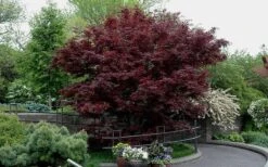 Bloodgood Red Leaf Japanese Maple - 1 Gallon Pot 17 Bloodgood Red Leaf Japanese Maple - 1 Gallon Pot -Stylish Garden Plant Store Picture Japanese Maple Bloodgood tree 2