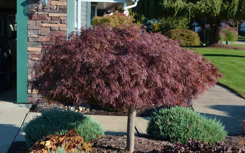 Crimson Queen Dwarf Japanese Maple (High Graft Tree Form) - 1 Gallon Pot 8 Crimson Queen Dwarf Japanese Maple (High Graft Tree Form) - 1 Gallon Pot - Image 6