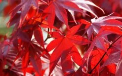 Fireglow Red Leaf Japanese Maple - 5 Gallon Pot (4-4.5') -Stylish Garden Plant Store Picture Japanese Maple Fireglow 2