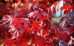 Fireglow Red Leaf Japanese Maple - 5 Gallon Pot (4-4.5') -Stylish Garden Plant Store Picture Japanese Maple Fireglow 3