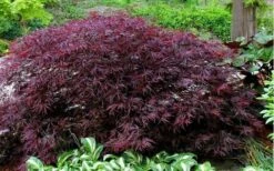Red Dragon Dwarf Japanese Maple - 2 Gallon Pot -Stylish Garden Plant Store Picture Japanese Maple Red Dragon 2
