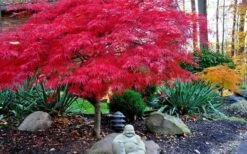 Red Dragon Dwarf Japanese Maple - 5 Gallon Pot -Stylish Garden Plant Store Picture Japanese Maple Red Dragon 4