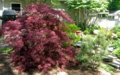 Tamukeyama Dwarf Red Japanese Maple - 1 Gallon Pot - High Grafted Tree Form -Stylish Garden Plant Store Picture Japanese Maple Tamukeyama 3 1