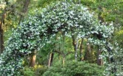 Confederate Jasmine Vine (Trachelospermum Jasminoides) - 2 Gallon Pot -Stylish Garden Plant Store Picture Jasmine Confederate On Arch