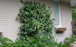 Confederate Jasmine Vine (Trachelospermum Jasminoides) - 2 Gallon Pot -Stylish Garden Plant Store Picture Jasmine Confederate On Trellis