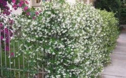 Star Jasmine Vine (Trachelospermum Jasminoides) - 1 Gallon Pot -Stylish Garden Plant Store Picture Jasmine Confederate Vine 1 1