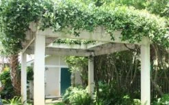 Star Jasmine Vine (Trachelospermum Jasminoides) - 1 Gallon Pot -Stylish Garden Plant Store Picture Jasmine Confederate Vine 2 1