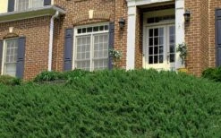 Blue Pacific Juniper - 6-Pack Of 1 Gallon Pots -Stylish Garden Plant Store Picture Juniper Blue Pacific Hill 1