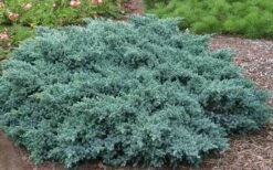 Blue Star Juniper - 3 Gallon Pot -Stylish Garden Plant Store Picture Juniper Blue Star