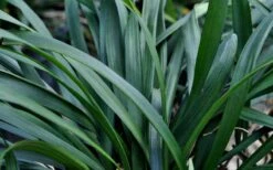 Big Blue Liriope (Lily Turf) - 1 Gallon Pot -Stylish Garden Plant Store Picture Liriope Big Blue 7