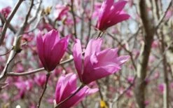 Ann Magnolia Tulip Tree - 2 Gallon Pot 17 Ann Magnolia Tulip Tree - 2 Gallon Pot -Stylish Garden Plant Store Picture Magnolia Ann 1 2