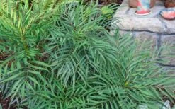 Soft Caress Mahonia - 3 Gallon Pot -Stylish Garden Plant Store Picture Mahonia Soft Caress Foliage