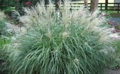 Adagio Dwarf Maiden Grass - Miscanthus Sinensis - 3 Gallon Pot -Stylish Garden Plant Store Picture Maiden Grass Adagio Dwarf 1