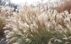 Adagio Dwarf Maiden Grass - Miscanthus Sinensis - 3 Gallon Pot -Stylish Garden Plant Store Picture Maiden Grass Adagio Dwarf 2 1