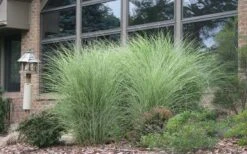 Maiden Grass - Miscanthus Sinensis 'Gracillimus' - 6 Pack Of 1 Gallon Pots -Stylish Garden Plant Store Picture Maiden Grass Gracillimus 1