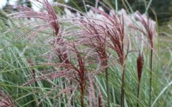 Maiden Grass - Miscanthus Sinensis 'Gracillimus' - 6 Pack Of 1 Gallon Pots -Stylish Garden Plant Store Picture Miscanthus Gracillimus Seed Heads 1