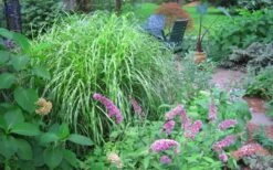 Little Zebra Grass - Miscanthus - 3 Gallon Pot -Stylish Garden Plant Store Picture Miscanthus Little Zebra 3
