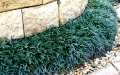 Dwarf Mondo Grass - 32 Pack Of 2.5" Pots -Stylish Garden Plant Store Picture Mondo Grass Dwarf 4