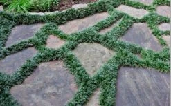 Dwarf Mondo Grass - 32 Pack Of 2.5" Pots -Stylish Garden Plant Store Picture Mondo Grass Dwarf 6