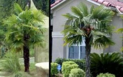 Windmill Cold Hardy Palm Tree - 1 Gallon Pot -Stylish Garden Plant Store Picture Palm Windmill 3