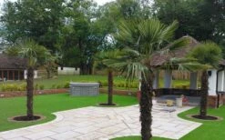 Windmill Cold Hardy Palm Tree - 1 Gallon Pot -Stylish Garden Plant Store Picture Palm Windmill 4