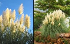 White Pampas Grass - 3 Gallon Pot -Stylish Garden Plant Store Picture Pampas Grass White 2 1
