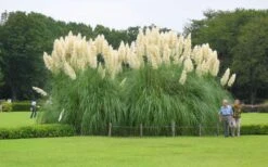 White Pampas Grass - 1 Gallon Pot -Stylish Garden Plant Store Picture Pampas Grass White 3