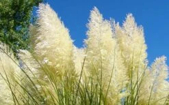 White Pampas Grass - 1 Gallon Pot -Stylish Garden Plant Store Picture Pampas Grass White 4