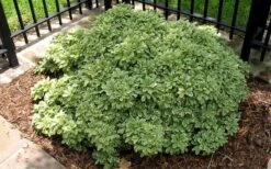 Variegated Pittosporum - Japanese Mock Orange - 1 Gallon Pot 13 Variegated Pittosporum - Japanese Mock Orange - 1 Gallon Pot -Stylish Garden Plant Store Picture Pittosporum Variegated Shrub 1