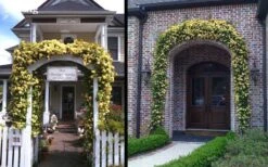 Lady Banks Yellow Rose - 2 Gallon Pot -Stylish Garden Plant Store Picture Rose Lady Banks Entry Arch