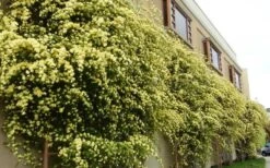 Lady Banks Yellow Rose - 2 Gallon Pot -Stylish Garden Plant Store Picture Rose Lady Banks Trellis