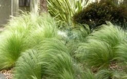 Pony Tails Mexican Feather Grass - Stipa Tennuissima - 6 Pack Of 1 Gallon Pots -Stylish Garden Plant Store Picture Stipa Tenuissima 7