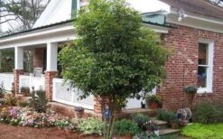 Fragrant White Tea Olive - 7 Gallon Pot (5-6') -Stylish Garden Plant Store Picture Tea Olive Tree 1