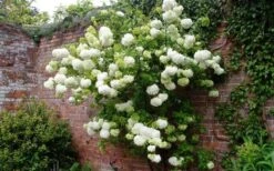 Chinese Snowball Viburnum Bush - 1 Gallon Pot -Stylish Garden Plant Store Picture Viburnum Chinese Snowball Espalier
