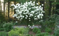 Chinese Snowball Viburnum Bush - 1 Gallon Pot -Stylish Garden Plant Store Picture Viburnum Chinese Snowball Tree 1