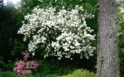 Chinese Snowball Viburnum Bush - 1 Gallon Pot -Stylish Garden Plant Store Picture Viburnum Chinese Snowball Tree 2