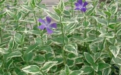 Variegated Bigleaf Periwinkle - Vinca Major 'Variegata' - 10 Pack Of Pint Pots -Stylish Garden Plant Store Picture Vinca Major Variegated 4