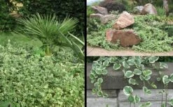 Variegated Bigleaf Periwinkle - Vinca Major 'Variegata' - 10 Pack Of Pint Pots -Stylish Garden Plant Store Picture Vinca Major Variegated 6