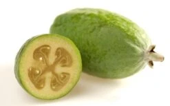 Pineapple Guava -Feijoa Sellowiana - 7 Gallon Pot -Stylish Garden Plant Store Pineapple Guava Fruit